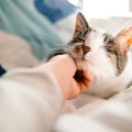 猫が『撫でられるとウットリする体の部位』4つ　愛猫がとろける、極上…