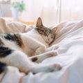 猫の『常同行動』は見逃し厳禁なストレスサイン！代表的な6つの症状や…
