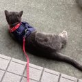 猫ちゃんに首輪をつける理由