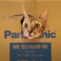 大きなダンボールの箱！猫さんたちはどうやって遊ぶ？