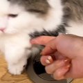 小さな穴に前足を入れている猫→飼い主さんが出そうとすると…思わず笑…