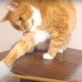 逃げ惑う猫じゃらし！？猫ちゃんの作戦勝ち！