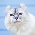 Laylaの１２猫占い 12/2～12/8までのあなたと猫ちゃんの運勢