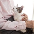 猫が『甘えてくる時』の4つの気持ち♡喜んでもらえる応え方とは？