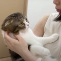 見つめてアピール？飼い主さんに伝わらなくていじけちゃった猫ちゃん