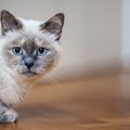 猫の性格が変わったかも…考えられる原因5つ！病気のサインの場合も？