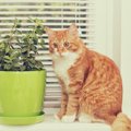 猫よけに効果のある5つの植物と栽培する時のポイント