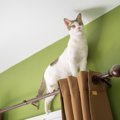 『私に合う猫』はどう選べばいい？性格やライフスタイルなど、“相性バッチ…