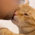 夫の『あごヒゲ』が好きすぎる猫→頭を近づけて…想像を超える『熱狂ぶ…