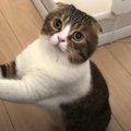 スコティッシュフォールドの親猫が「パパ、大変ニャ！」　報告しに来…