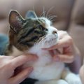猫との距離を遠ざける『話し方』3つ　嫌がられる理由から安心感を与え…