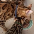 くいしんぼう♡お皿を引き寄せてごはんを食べちゃうパパ猫！