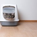 猫飼いさんのよくある『トイレの悩み』3つと解決策