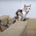 爪とぎで出来た迷路！猫ちゃんは猫草まで辿り着けるかな？