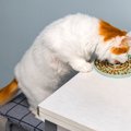 猫が食べ過ぎる『過食』の原因4つ　起こりうるトラブルや取るべき対処法ま…