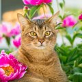 猫の『寿命』に影響を与える5つの要素　実は毛色や長さも関わっている？長…