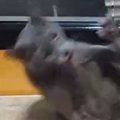 毛づくろい中にコテンと倒れた猫→近くにいた『同居猫』のもとに移動すると…