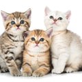 子猫から成猫に『成長』する時に起こる4つの変化