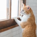 猫が独特な声で鳴く『クラッキング』をする心理3つ　不思議な行動の意味や…