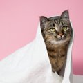 猫を『お風呂に入れずにキレイにする方法』4選　災害時に役立つ可能性も