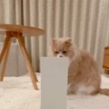 ファイルボックスを置いておいたら、猫が……思わず笑みがこぼれる『まさか…