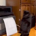 動いている『コピー機』に近づいて興味津々で見ている猫…思わず笑ってしま…