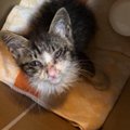 大雨の中、1匹で震えていたぼろぼろの子猫→保護された結果…当時が嘘のよう…