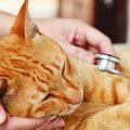 猫エイズの症状と原因、その予防法について