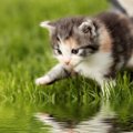 濡れるのが嫌いなのになぜ？…猫が水周りに集まる8つの心理