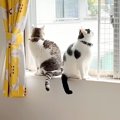 ママが家にいない日、パパと過ごす２匹の猫→ソワソワと落ち着かなくて…『…