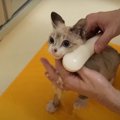 予想外？！子猫ちゃん初めてのバスタイム♡