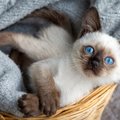 『国を代表する猫種』12選！アメリカ、ヨーロッパ、アジア…世界各国で…