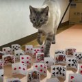 目の前に大量のトランプが！？猫ちゃんの反応やいかに！