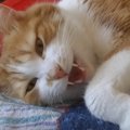 『お昼寝の前にお話しないと眠れない猫』会話撮ってみたら…まさかの『…