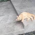 家に帰ると、玄関前で『野良の子猫』が…まさかの出会いと『素敵な結末』が…