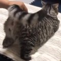 猫の『しっぽの付け根』を撫でた結果…元保護猫が見せた可愛すぎる行動…