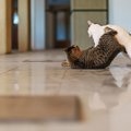 猫たちの『遊びとケンカ』を見分ける方法3つ　放置すると危険なサインや止…
