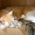 寝ている先輩猫の隣が空いていたら、子猫が……思わず和む『心温まる光…