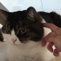 どうしたの？テーブルの下に隠れている猫くん！