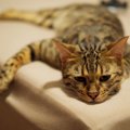 猫の『活動量が減少』する要因4つ　受診すべき危険ラインとは