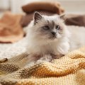 猫が『新しい毛布』を嫌がる理由4つ！気に入ってもらう方法とは？