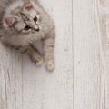 猫が穴を掘るのはどうして？8つの理由