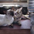 『同居する猫の死』を猫はどう感じているの？　起こりうる変化や飼い…