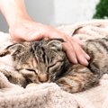 大切な愛猫に『余命宣告』が…飼い主としてすべき4つのこと　どんな心…