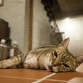 猫が『誤飲』した時にあらわれる症状5つ！飼い主がすぐにするべき行動…