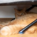 『隠れている猫』に絶対してはいけない4つのこと　猫が姿を隠すのには…
