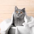 猫が『キレイ好き』とされている理由3つ　愛猫の清潔を保つために飼い主が…