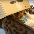 ごちそうが取れニャイ…フードを食べるために頭をフル回転させる猫さん…