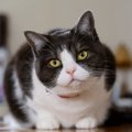 猫が自分のことを『人間』だと思っていそうな行動3つ　愛おしい仕草の…