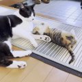 子猫との初対面から1週間…5匹の先住猫の接し方に変化が！『あやすって…